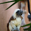 Cottontop Tamarin