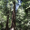 Costal Redwoods