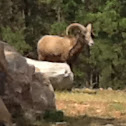 Big Horn Sheep
