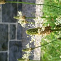 Ribwort Plantain/English Plantain/Narrowleaf Plantain
