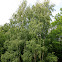 Silver Birch
