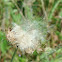 Texas Thistle Seeds