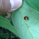Multicolored Asian Lady Beetle