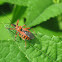 Rhynocoris iracundus
