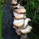Oyster Mushroom
