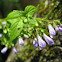 Mad-dog Skullcap