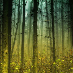 A foggy wood.jpg