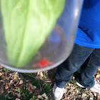 Red Spider Mite