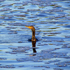 Double-crested Cormorant
