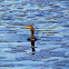 Double-crested Cormorant