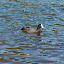 Red-nkobbed Coot