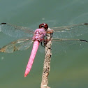 Roseate Skimmer  Dragonfly