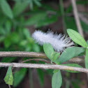 Dogbane Leaf Tiger Moth caterpillar?
