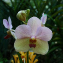 Orchid