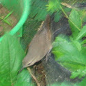 Rufous-and-white Wren