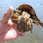 Hermit Crab