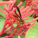 Unknown spotting