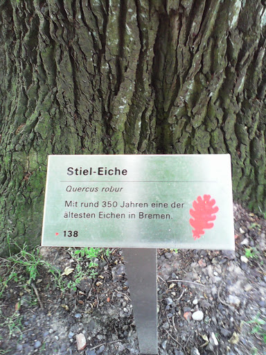 One of the Oldest Oaks in Bremen