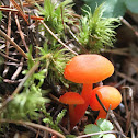 Red Waxy Cap