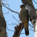 Merlin