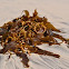 Kelp