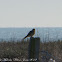 Kestrel; Cernicalo Real