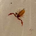 Pseudoscorpion