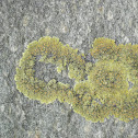 Common Goldspeck Lichen