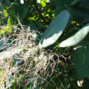 Smoketree
