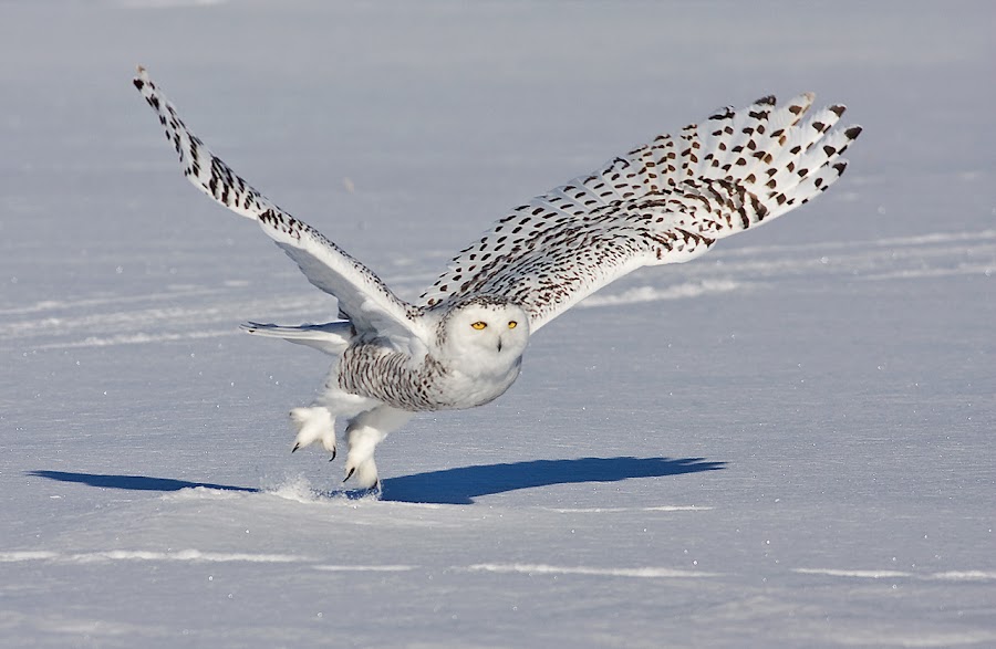 by Rachel Bilodeau - Animals Birds