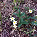 Wild Strawberry
