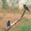 Purple-winged Roller (or) Indian Roller
