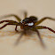 spiders