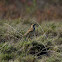 Australian Pipit