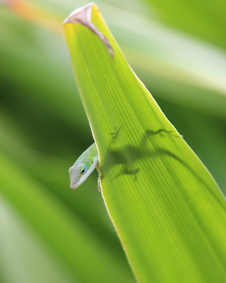 Spotting Image 1