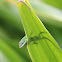 Carolina Anole