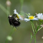 Tachinid Fly