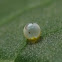 Butterfly egg