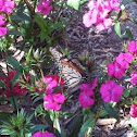 Monarch butterfly