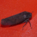 Leafhopper