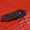 Leafhopper