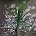 Pine Tree Sapling