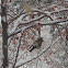 Evening Grosbeak (Coccothraustes vespertinus)