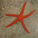 Starfish