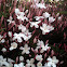 Pink Jasmine
