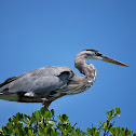 Great Blue Heron