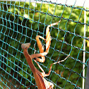 Mantide religiosa, prayer mantis