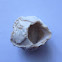 Bay barnacle