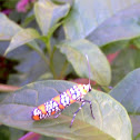 Ailanthus Webworm Moth