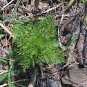 Suckering Australian-pine